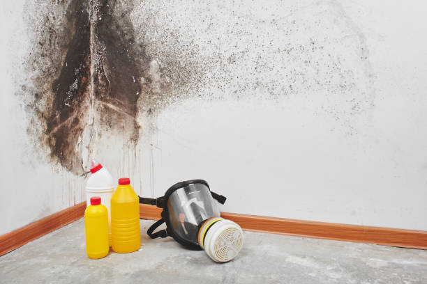 Crawl Space Mold Removal in Avoca, PA