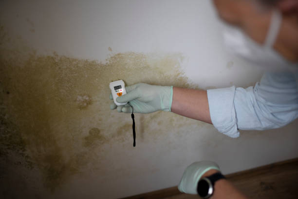 Professional Mold Removal in Avoca, PA