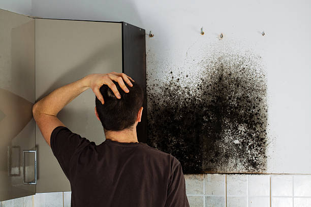 Best Office Mold Removal Services  in Avoca, PA