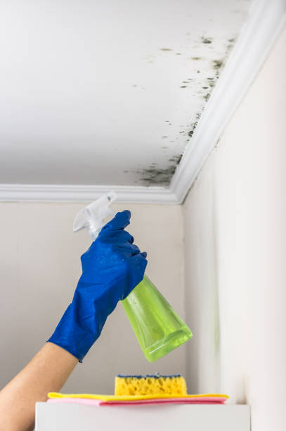 Best Mold Remediation Experts  in Avoca, PA