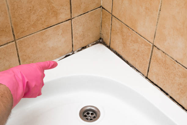 Best Mold Cleaning Services  in Avoca, PA